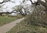 1,000-year-old Texas oak tree survives Hurricane Harvey – the 500-year storm