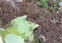 Floating fire ants clump into 'rafts' in Florence floodwaters in North Carolina