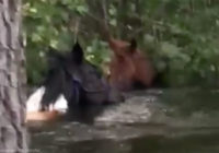 Horses rescued from neck-deep floodwater in Hurricane Florence aftermath