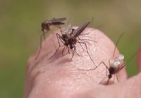 Mosquitoes emerge as new health danger in Hurricane Florence aftermath