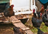 1.7 million chickens drown as NC rivers swollen by Florence