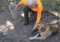 Veteran volunteer group helps rescue animals after Florence