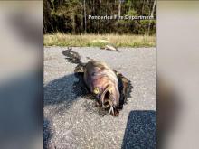 Pender County fire department washes out stranded fish on I-40