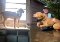 Dog rescued from Florence floodwaters had climbed onto kitchen counters to stay safe