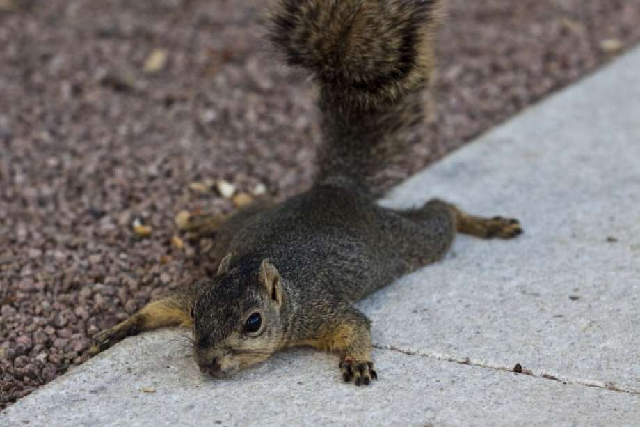 Hottest daysTemperature: 120°FPlace(s): Seymour and MonahansDate: Aug. 12, 1936 and June 28, 1994.Source: Texas Almanac Photo: Eric Kayne/Getty Images
