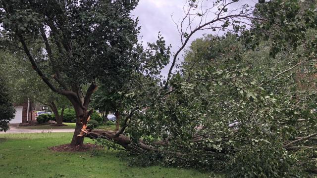 Tree down in Cary