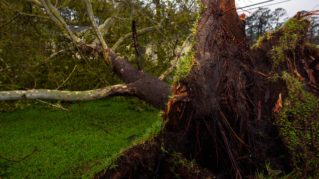 A tree collapsed on power lines at the base housing units during Hurricane Florence on Marine Corps Base Camp Lejeune, N.C., Sept. 15, 2018. (Photo courtesy of U.S. Marine Corps/Lance Cpl. Isaiah Gomez)