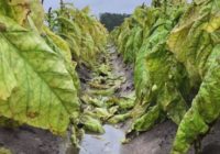 NC farmers evaluating massive crop losses after Florence; tobacco hit especially hard