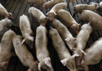 Florence kills 3.4 million chickens and turkeys, 5,500 pigs in NC