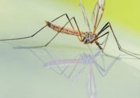 A plague of mosquitoes has emerged after Florence. NC governor vows $4M to fight them.