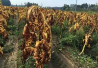 Florence caused $1.1B in NC agriculture losses