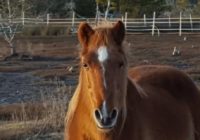Outer Banks horse left alone in pasture may have had to swim to survive hurricane