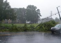 How many trees did Florence down in Charlotte? Calls are ‘overwhelming,’ report says