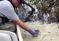 What we know so far about Florence's environmental impact