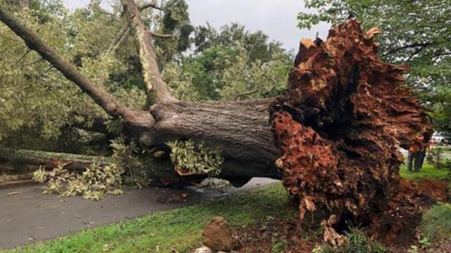 Tree in Hillsborough