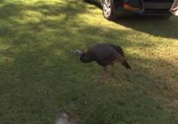 Turkey displaced from Hurricane Florence runs 'afoul' in Fayetteville man's yard
