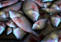 NC Wildlife biologists investigate widespread fish kills after Florence