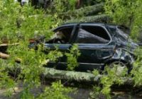 Trees downed across Triangle as Tropical Storm Michael moves out