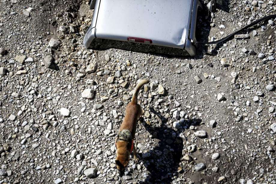 A search and rescue dog sniffs around a truck buried in the sand after South Llano River flooded Wednesday, Oct. 10, 2018, in Junction, Texas. (Yfat Yossifor /The San Angelo Standard-Times via AP) Photo: Yfat Yossifor, AP / The San Angelo Standard-Times