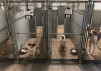 Animal shelters overflow with pets after Florence