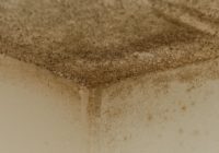 10 tips for fighting mold after Hurricane Florence