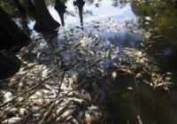 What caused fish kills after Hurricane Florence