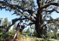 After post-Florence cleanup, Airlie Gardens to reopen Nov. 1