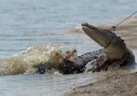 Hurricane Florence may have saved NC alligators from hunters’ guns, state says