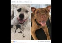 These dogs survived Hurricane Florence but were shot before returning to SC, cops say