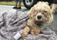 SC pet spa owner has a treat for dogs that were in Hurricane Florence’s path