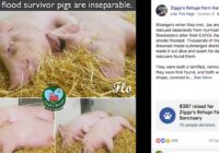 Pigs ‘swam for days’ in Florence floodwaters. Now they won’t leave each other’s side