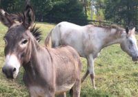Rescue takes in blind horse, its BFF donkey from Florence flood zone