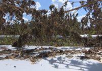 Ag Chief Steve Troxler makes $300M-plus request on Florence aid