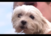 Dog survives Hurricane Florence floating on couch