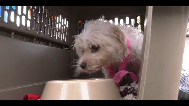 Photo: The Humane Society of Missouri