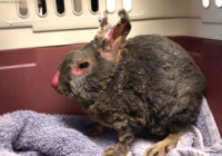 Rabbit badly burned in Ventura County wildfire recovering, expected to be okay