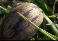 North Carolina pecan season shortened because of Hurricane Florence