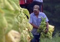 Farmers struggle but are thankful after Hurricane Florence