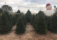 Florence may impact future Christmas tree crops in North Carolina