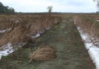 Cannabis farm destroyed by Hurricane Florence