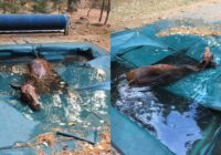 Horse hid in pool to survive California wildfires