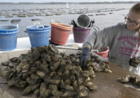 North Carolina oyster farmers work to recover from Hurricane Florence months after the storm