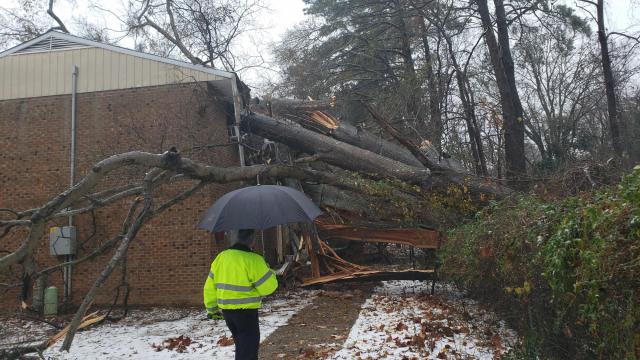 Tree on apartment building