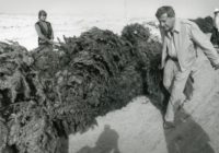 #TBT: Nueces County used old Christmas trees to rebuild dunes following Hurricane Allen