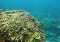Great Barrier Reef becomes new dumping ground