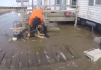 Proposed bill would make it illegal to abandon tied-up dogs during hurricanes