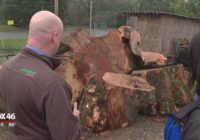 How to prep your yard for severe weather season