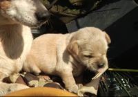 Puppies rescued from rubble after tornadoes rip up house in Texas