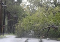 Tree service sued for price-gouging in Wilmington after Florence