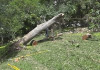 How to protect your home from trees in severe weather